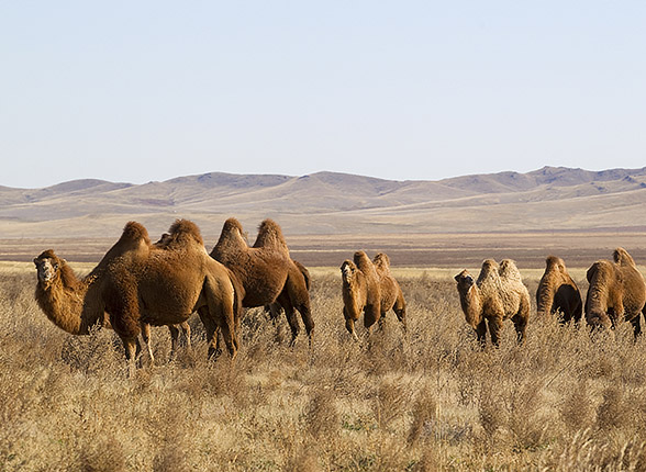 Désert de Gobi