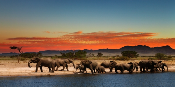 Herd of elephants in african savanna at sunset