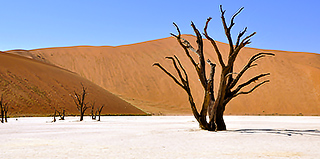 Safari Namibie