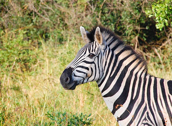 Safari Afrique du Sud