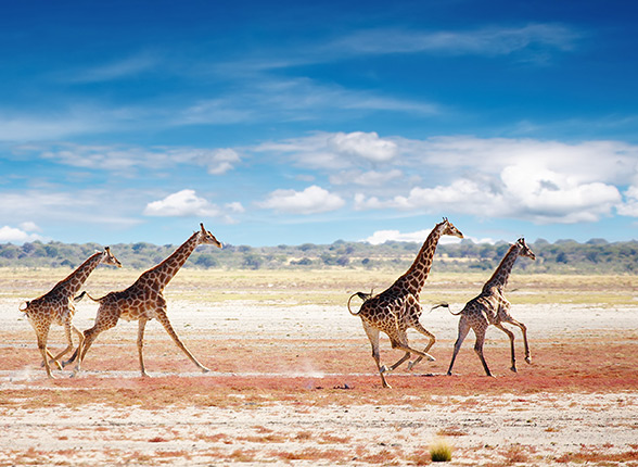 Voyage Safari Namibie