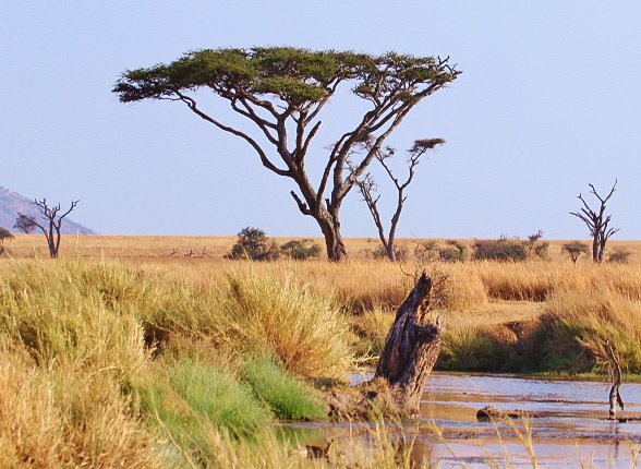 Voyage Safari Tanzanie