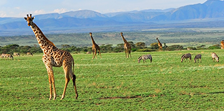 Safari Tanzanie