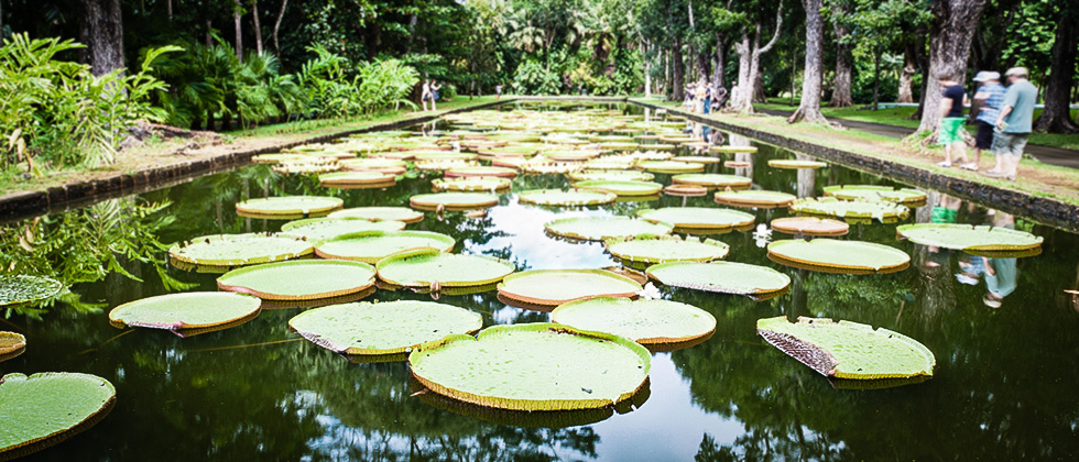 jardin-pamplemousse-nenuphar