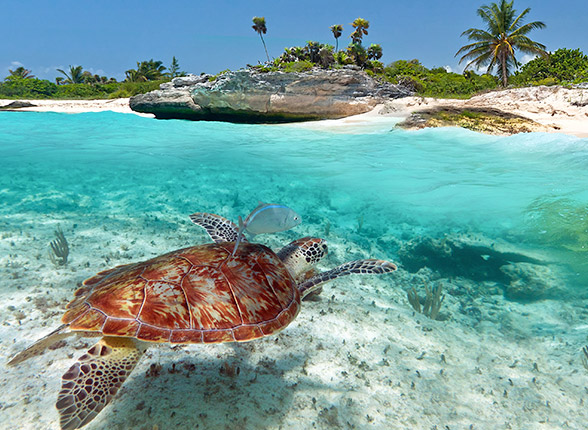 voyage plongée Maldives