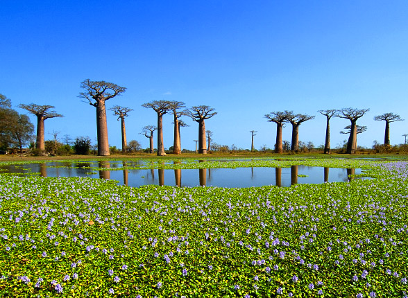 Madagascar en all inclusive