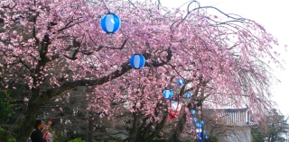 Fête des cerisiers, hanami au japon