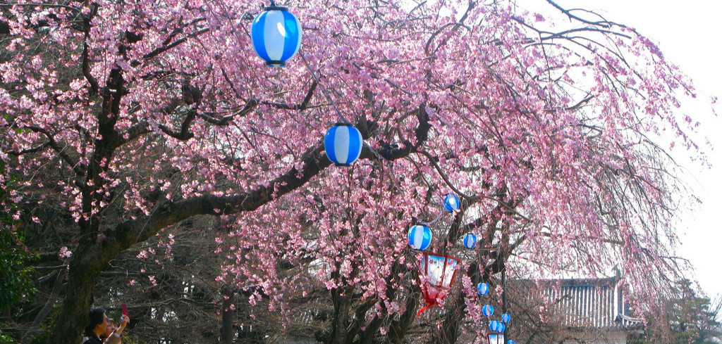 Hanami au Japon