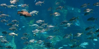 Aquarium en  Chine