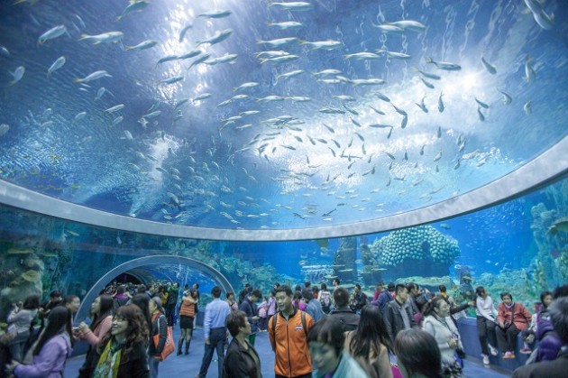 Aquarium Chimelong Ocean Kingdom