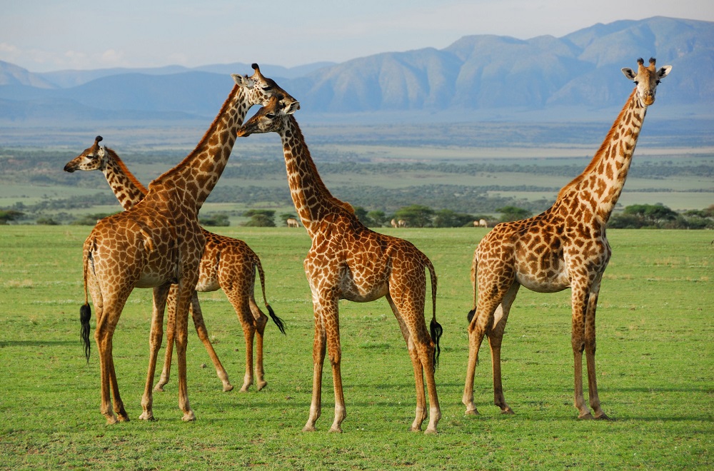 que faire en tanzanie