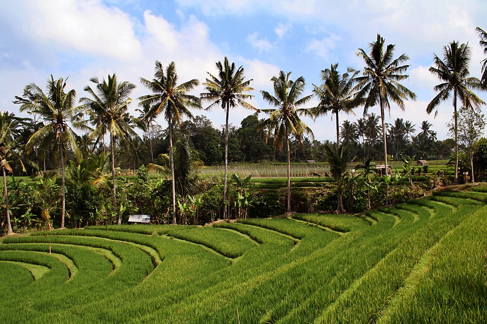 circuit bali